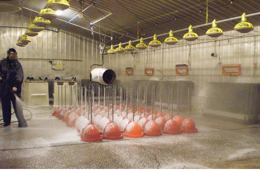 Poultry facility disinfection and cleaning