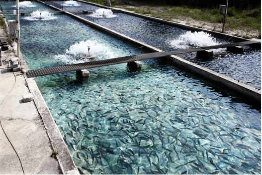 Chlorine Dioxide – Maximizing Aquaculture Yield & Profits!