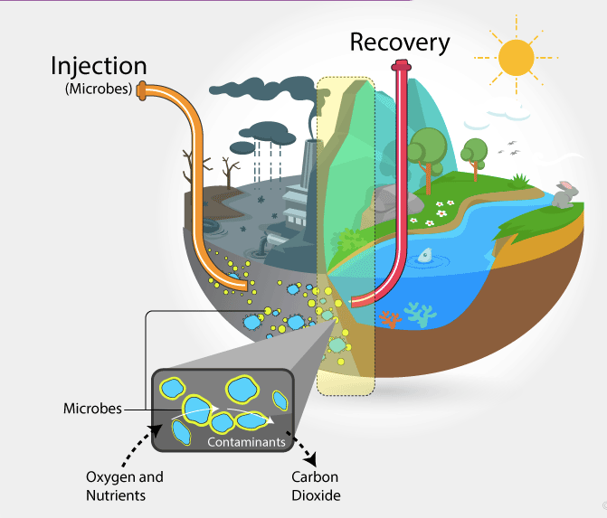 Bioremediation for a Cleaner Environment