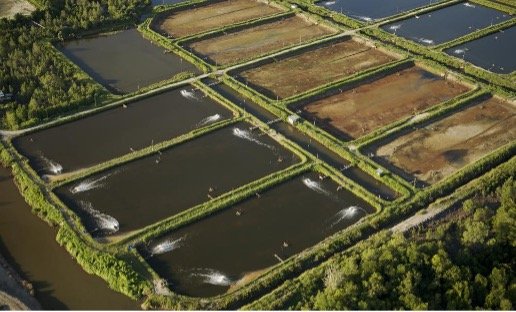 Harnessing the Power of Bacteria to Revolutionize Aquaculture Farming